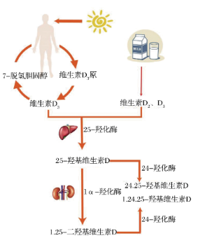 圖1 VD活性形式轉(zhuǎn)變示意圖